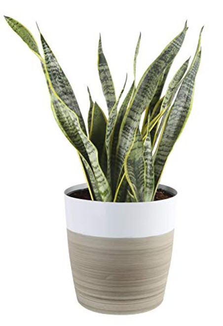 Costa Farms Premium Live Indoor Snake Sansevieria Floor Plant Shipped in Decor Planter  2 to 3-Feet Tall  Grower s Choice