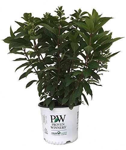 Proven Winners Pinky Winky Hydrangea - Hydrangea P Pinky Winky - 3 Gallon