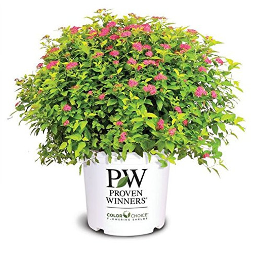 Proven Winners - Spiraea jap- Double Play Gold Spirea Shrub     3 - Size Container