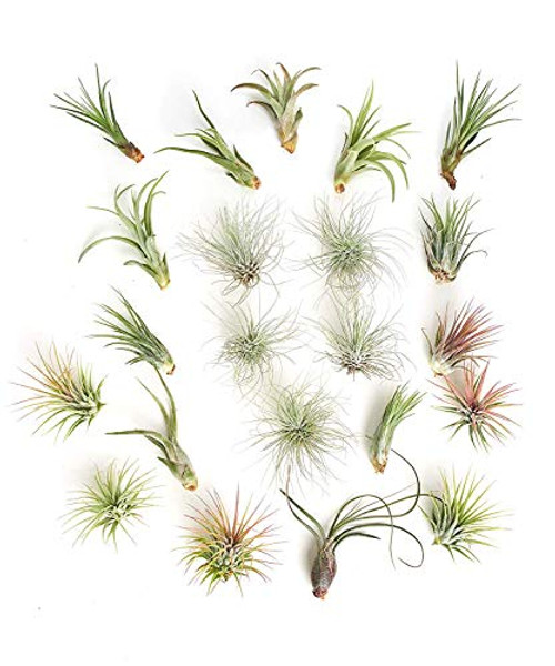 Shop Succulents   Live Air Plants Hand Selected Assorted Variety of Species  Tropical Houseplants for Home Decor and DIY Terrariums  24-Pack  Green