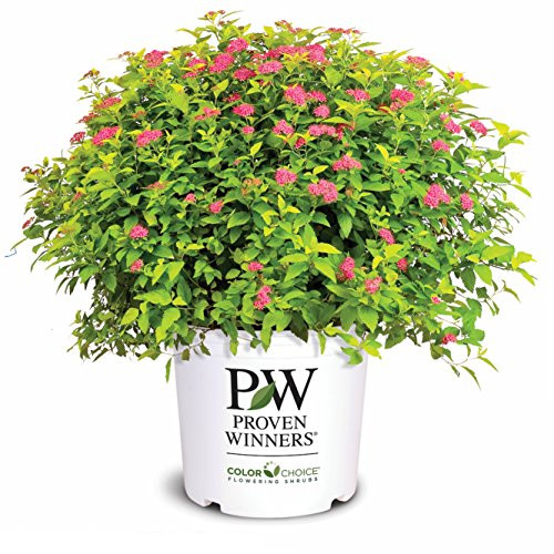 Proven Winners Double Play Gold Spirea - Spiraea Jap- Dbl Play Gold - 3 Gallon