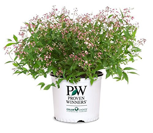 Proven Winners - Deutzia Yuki Cherry Blossom Yuki Cherry Blossom Deutzia Shrub  pink flowers   3 - Size Container