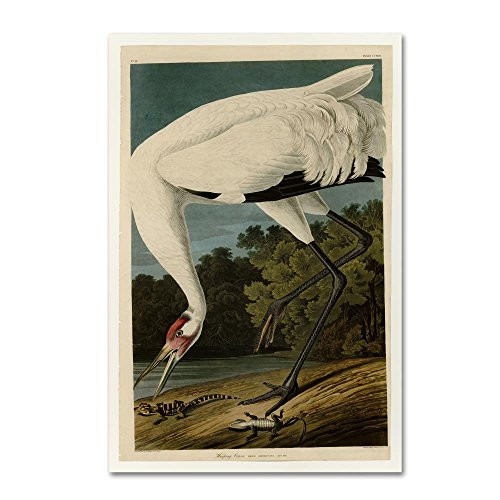 Trademark Fine Art Whooping Crane by John James Audobon, 12x19-Inch Canvas Wall Art
