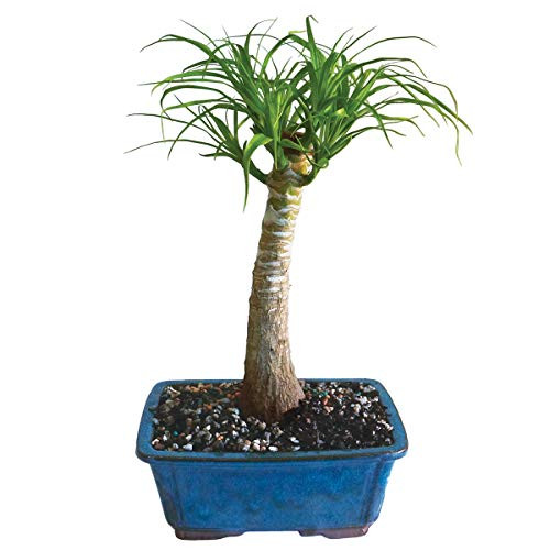 Brussel's Live Pony Tail Palm Indoor Bonsai Tree - 5 Years Old; 12" to 20" Tall with Decorative Container