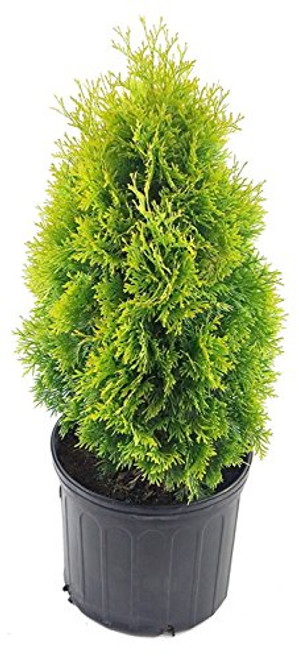 Thuja occidentalis Jantar -Arborvitae- Evergreen  3 - Size Container