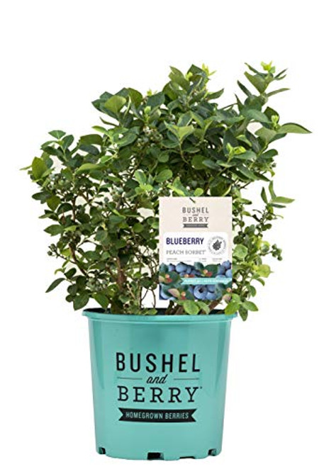 Bushel and Berry - Vaccinium x Peach Sorbet -Blueberry- Edible-Shrub 2 - Size Container Bushel and Berry - Vaccinium x Peach Sorbet -Blueberry- Edible-Shrub 2 - Size Container