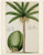 Coconut Tree Botanical Illustration - 11x14 Unframed Art Print - Makes a Great Beach House Decor Under 15