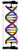 DNA Double Helix Model