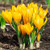 UtopiaSeeds 10 Yellow Crocus Corms - Spring Blooming - Crocus Bulbs Giant Yellow