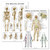 2 Pack - Skeletal System and Spinal Nerves Anatomy Posters - Set of 2 Anatomical Charts - Skeleton-Dermatomes - Laminated 18 x 27