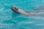 Posterazzi Antarctica Plneau Island Crabeater seal Poster Print by Michael DeFreitas  -24 x 15-
