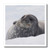3dRose ht-74957-1 Antarctica  Paradise Harbour  Fat Weddell Seal-Cindy Miller Hopkins-Iron on Heat Transfer for White Material  8 by 8-Inch
