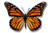 AK Wall Art Butterfly Vinyl Sticker - Car Window Bumper Laptop - Select Size