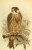 Posterazzi Birds of the British Islands 1885 Hobby -Immature- Poster Print by by John G- Keulemans  -18 x 24-