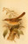 Posterazzi Birds of the British Islands 1885 Warbler Marsh Poster Print by John G- Keulemans  -18 x 24-
