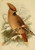 Posterazzi Birds of the British Islands 1885 Waxwing Poster Print by John G- Keulemans  -18 x 24-