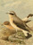Posterazzi Birds of the British Islands 1885 Wheatear Poster Print by John G- Keulemans  -18 x 24-
