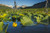 Posterazzi Blooming lily pads near Placer Valley along Turnagain Arm Southcentral Alaska summer Poster Print  -19 x 12-