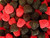 CandyKorner Raspberries And Blackberries - Raspberry and Blackberry Gels 1 Pound - 16 Ounce -