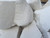 MONASTIC edible Chalk chunks -lump- natural for eating -food-  8 oz -220 g-