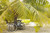Posterazzi French Polynesia Tuamotu Palm Tree With Two Bikes Leaned Against It Poster Print  -19 x 12-