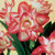 VAN ZYVERDEN 21409 Amaryllis Blossom Peacock Flower Bulbs  26-28 cm  Black