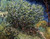 Lilacs Poster Print by Vincent Van Gogh -22 x 28-