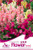 Business Sasha Each Pack Snapdragon Seed 60 Flowers Seeds Antirrhinum Snapdragon Seeds Mixed Colors -3-