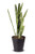 Monarch Abode 19144 Matte Black Hand Hammered Garden Pot Planter