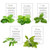 Environet Herb Garden Seeds Collection - 5 Culinary Herb Seeds Pack - Basil  Mint  Oregano  Sage and Thyme  Non-GMO Heirloom Seeds for Planting