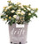 Drift Popcorn Rose  2 Gal