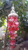 East-J Red Nassa Capiz Wind Chime Butterfly -25-