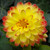 Rare Dahlia Opera Yellow with Red Side 100- Fresh Seeds