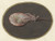 Posterazzi Shrimp Poster Print by Jan Augustin Van Der Goes 1690-1700 Dutch Painting Gouache On Parchment- -Bsloc-2016-1-255-  -24 x 18-