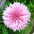 UtopiaSeeds Tall Pink Cornflower Seeds - Pink Bachelor Button Seeds