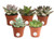 Costa Farms Unique Succulents Indoor Plants 5-Pack  Growers Choice  2-Inches Tall
