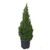 Shrub Dwarf Alberta Spruce  3 Gallon  Green