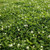 Outsidepride White Dutch Clover Seed Nitro-Coated  Inoculated - 2 LBS
