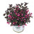 Premier Plant Solutions 10815 Proven Winners Weigela Wine and Roses Flowering Shrub  3 Gallon