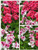 Homegrown Packet Geranium Seeds, 20 Seeds, Regal Elegance Mix Pelargonium