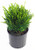 Buxus sinica v. Ins. Justin Brouwer (Boxwood) Evergreen, #2 - Size Container