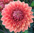 Rare Mix Colors Dahlia Seeds 100 PCS
