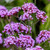 Outsidepride Verbena Purpletop Vervain - 5000 Seeds