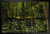 Vincent Van Gogh Trees and Undergrowth Forest Black Wood Framed Art Poster 14x20