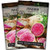 Sow Right Seeds - Watermelon Radish Seed for Planting - Non-GMO Heirloom Packet with Instructions to Plant a Home Vegetable Garden - Great Gardening G