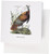 3dRose Wild Turkey by John James Audubon Greeting Cards  Set of 12 -gc-114070-2-