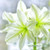 Van Zyverden 87305 Dormant Flower Bulbs  White