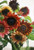 Sunflower Seeds 20-Pack -Helianthus annus- Organic Non-GMO Home Garden Sunny Sun Flower Seeds Open Pollinated Seeds for Planting -Velvet Queen Sunflow