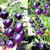 Purple Tomato Seeds Vegetable Seeds Planting Seeds 300-Cherry Tomato Seeds  Heirloom Non-GMO  Low Acid  Indeterminate  Open-Pollinated  Sweet  Product