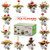 Tealyra - 12 pcs Blooming Flowering Tea - 12 Variety Flavors of Finest Blooming Teas - All Tea Balls Individually Sealed - Great Gift Bloom Teas Box